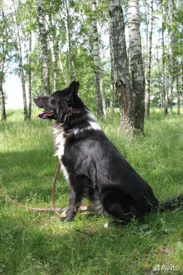 Собака Гриша в добрые руки купить на Зозу.ру - фотография № 8
