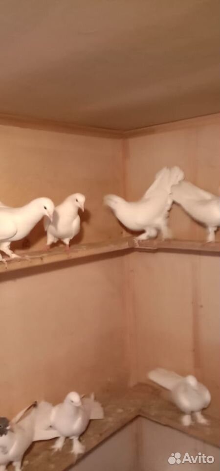 Бакинские широкохвостые голуби купить на Зозу.ру - фотография № 1