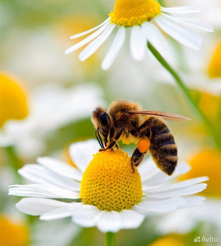 Пчелы опыление купить на Зозу.ру - фотография № 1