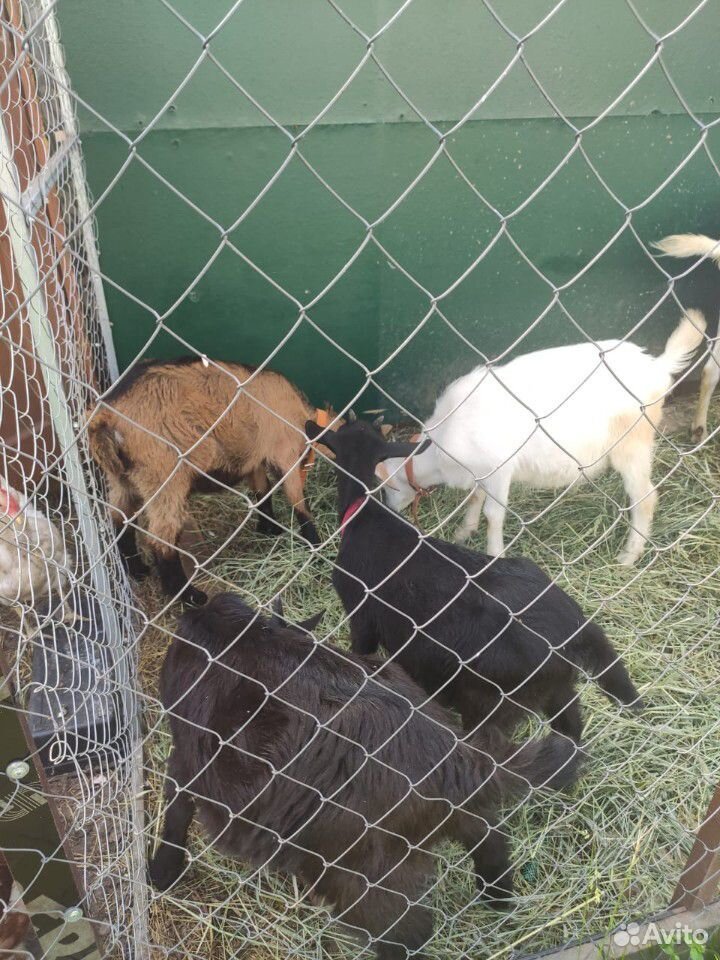 Продается стадо коз с козлятами купить на Зозу.ру - фотография № 9