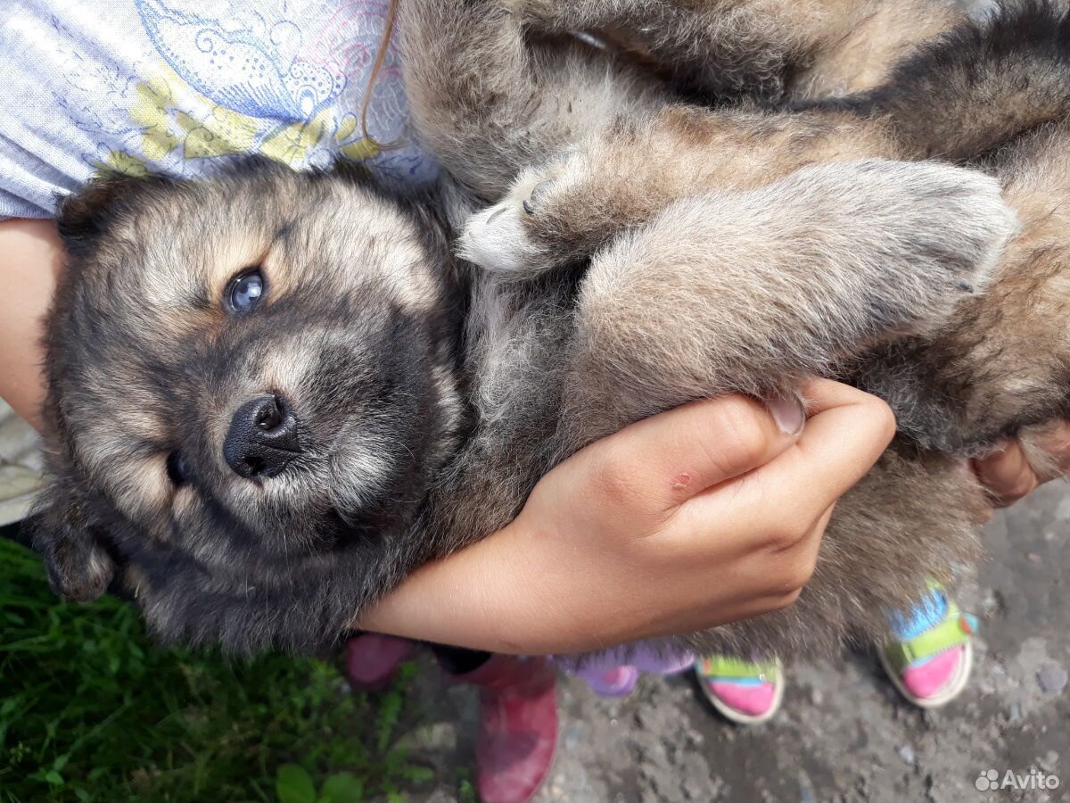 Замечательные щенки в добрые руки купить на Зозу.ру - фотография № 6