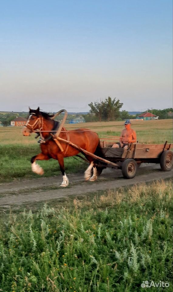 Продаю рабочую лошадь купить на Зозу.ру - фотография № 3