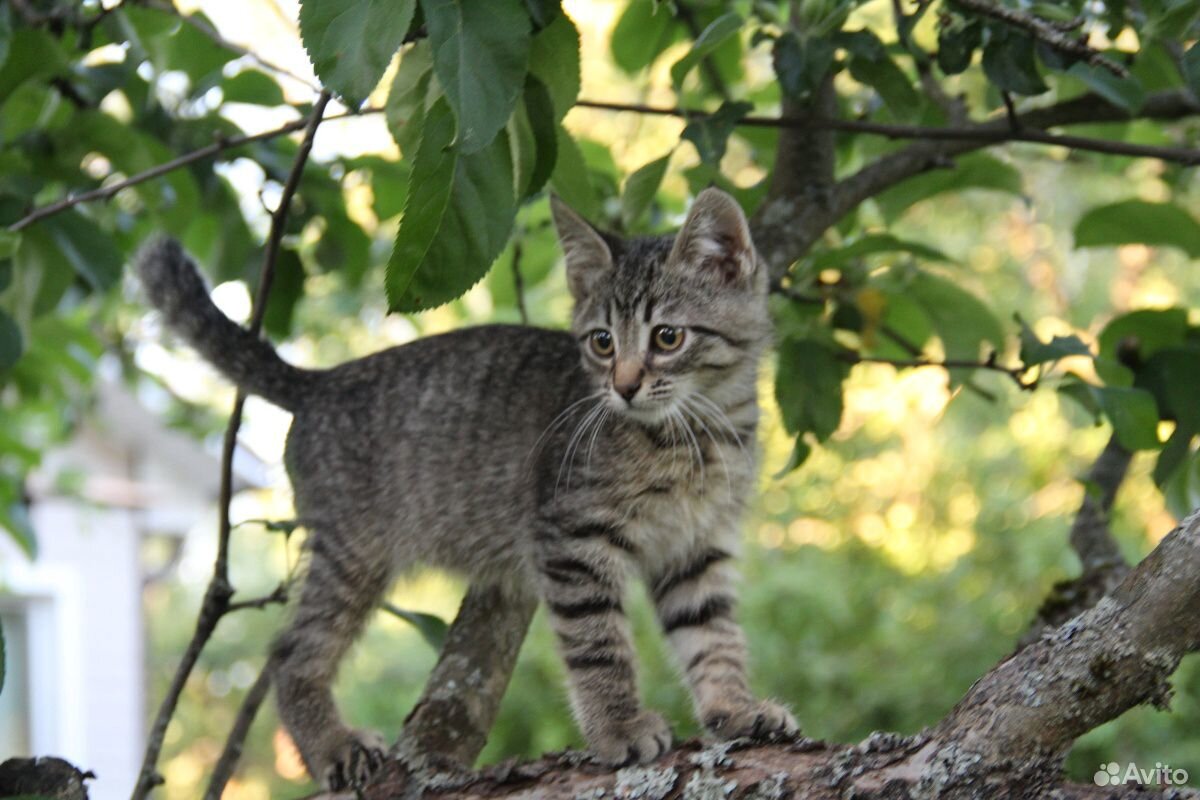 Супер ласковый котёнок ищет маму купить на Зозу.ру - фотография № 4