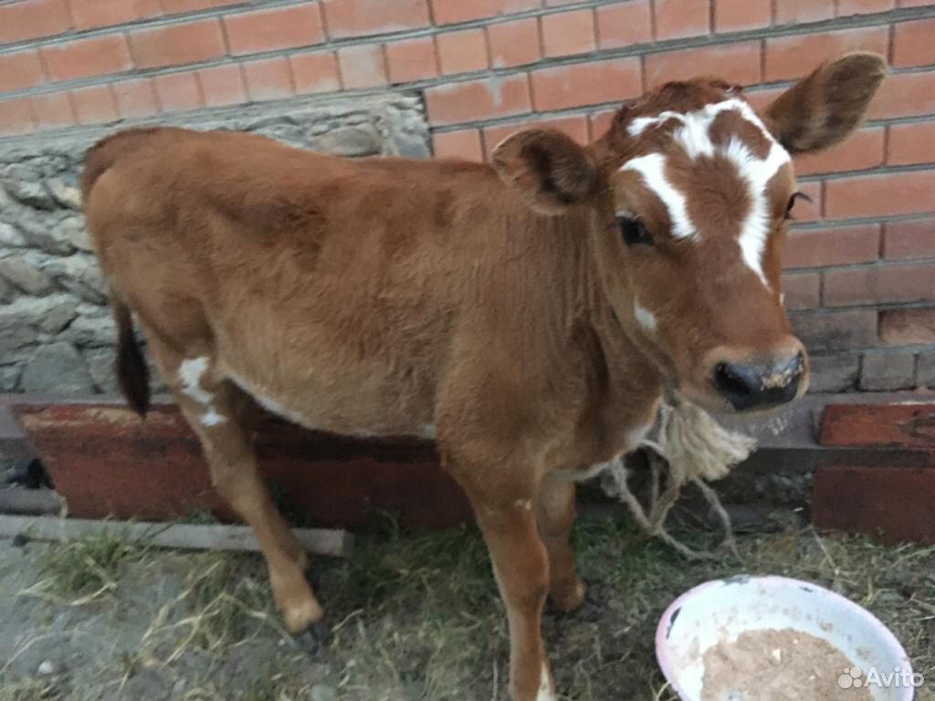Корова с теленком(телкой) купить на Зозу.ру - фотография № 5