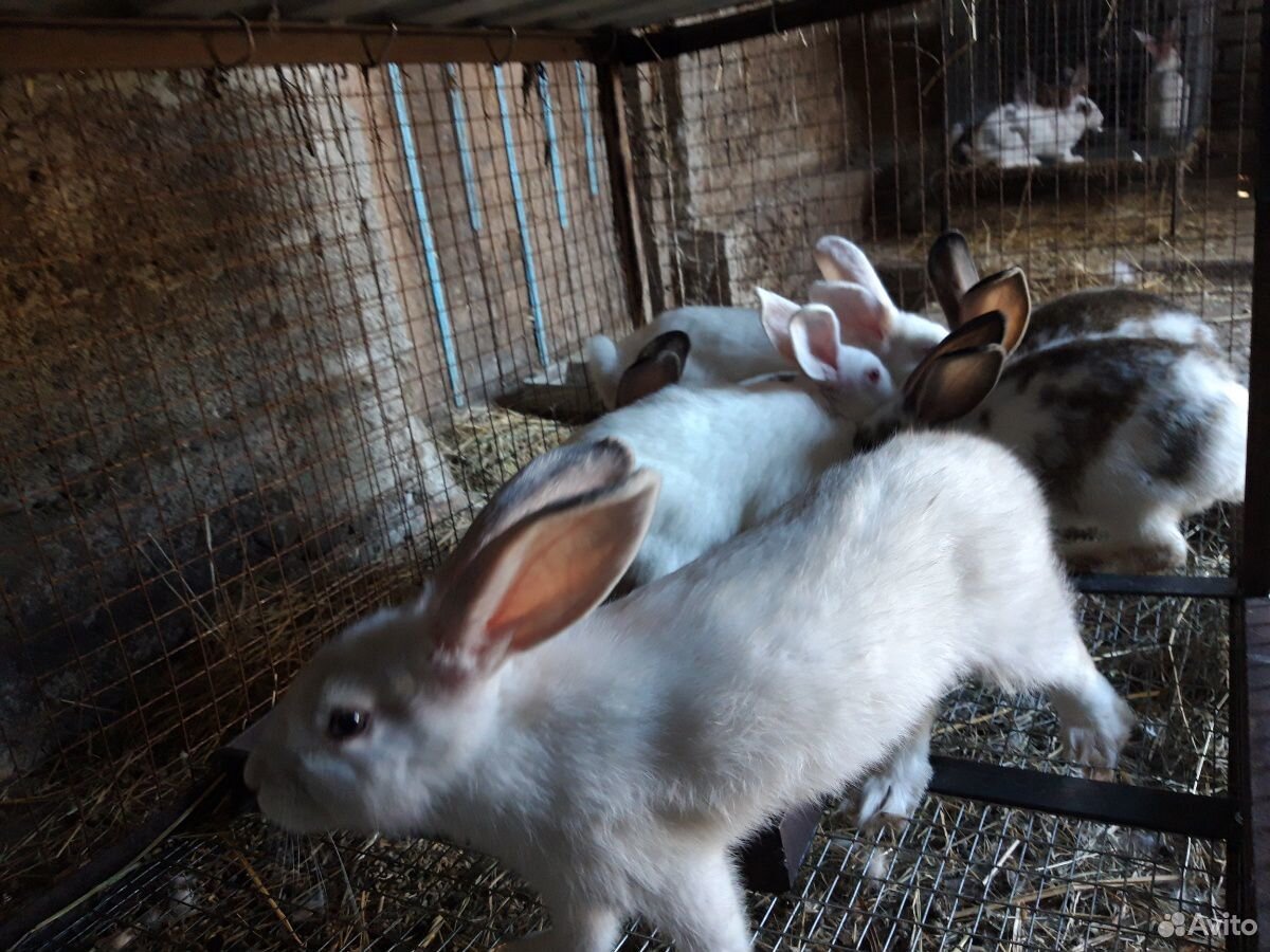 Молодые домашние кролики купить на Зозу.ру - фотография № 2