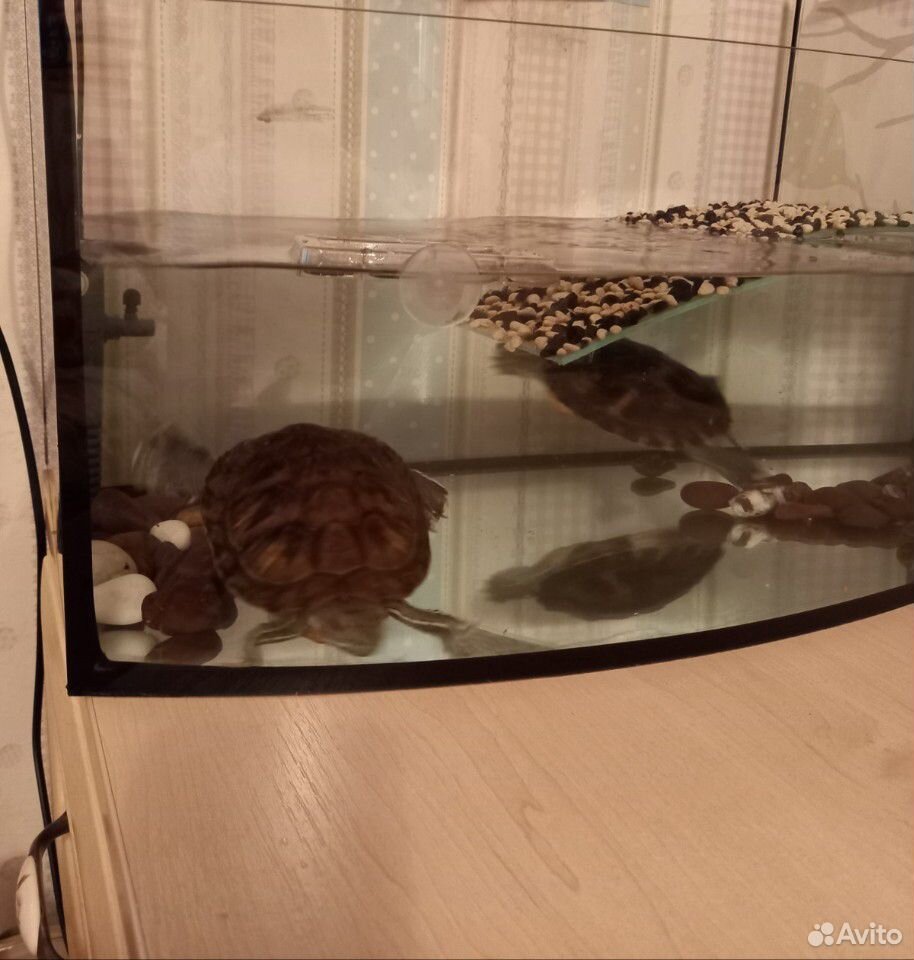 Черепахи красноухие с аквариумом купить на Зозу.ру - фотография № 4