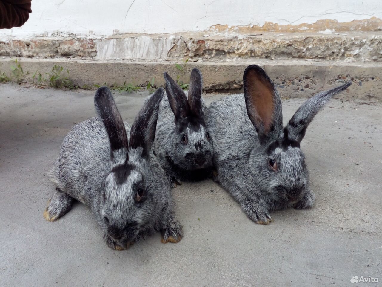 Кролики порода чистое серебро купить на Зозу.ру - фотография № 2