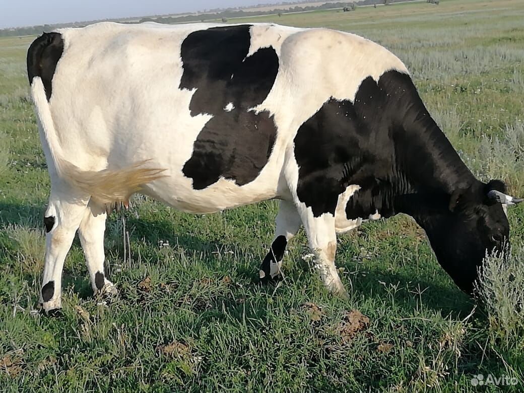 Коровы голштинки. Ставропольский корова. Данки корова. Большая корова Ставрополь. Купить телят в ставропольском