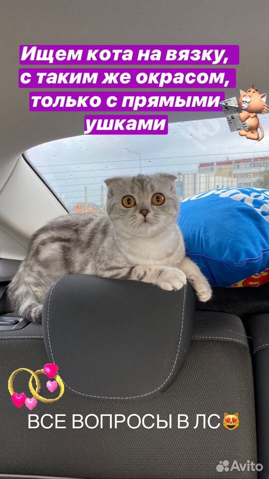 Кошечка на вязку купить на Зозу.ру - фотография № 1