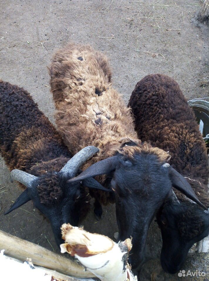 Овца с ягнятами купить на Зозу.ру - фотография № 3