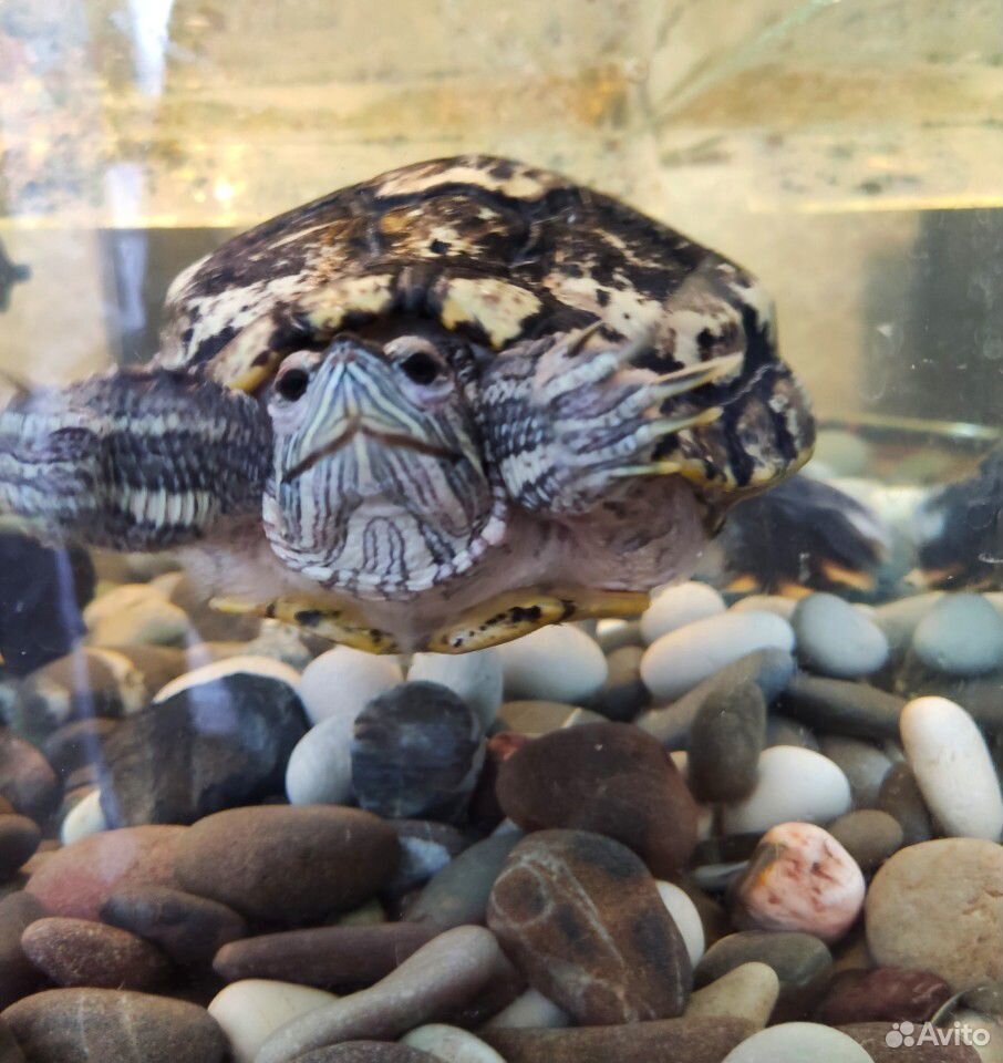 Красноухая, водоплавающая черепаха купить на Зозу.ру - фотография № 1