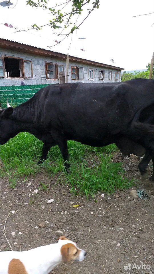 Коровы дойные купить на Зозу.ру - фотография № 2