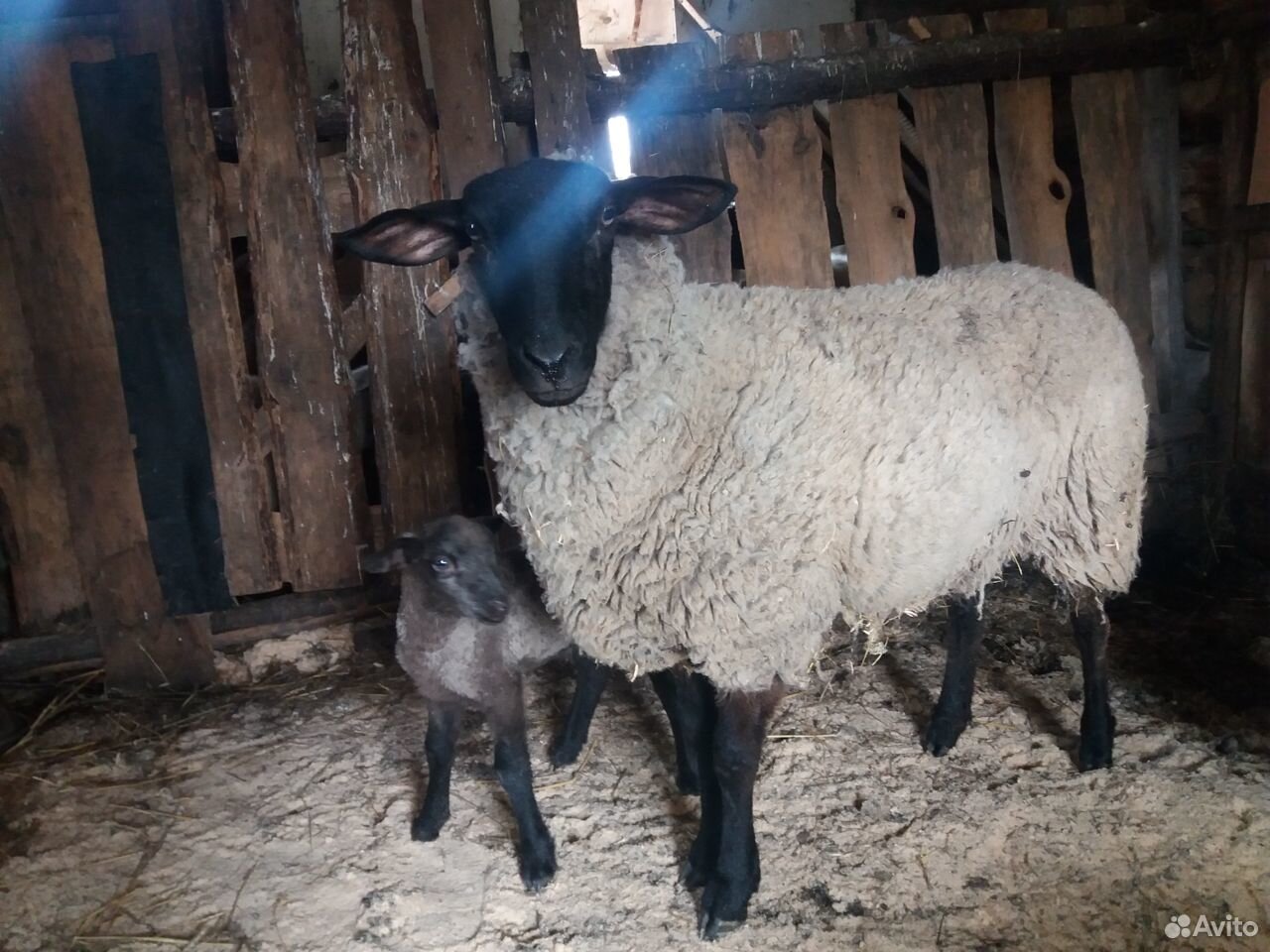 Овцы породистые купить на Зозу.ру - фотография № 1