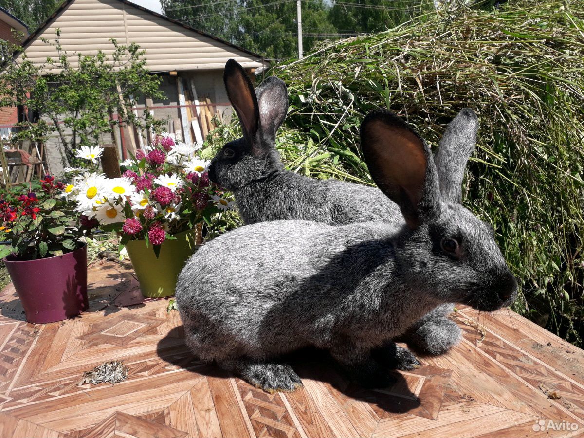 Кролики серебро купить. Полтавское серебро кролики. Кролики мясных пород. Полтавское серебро кролики фото.
