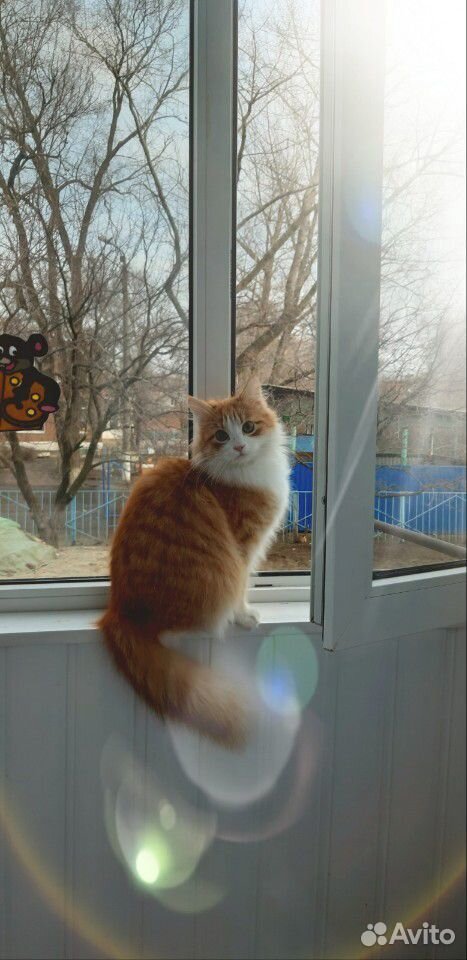 Взрослая кошка купить на Зозу.ру - фотография № 1