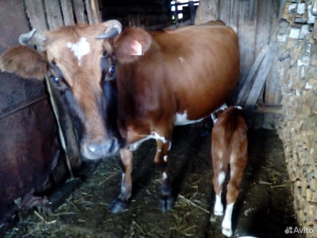 Продам корову с теленком купить на Зозу.ру - фотография № 3