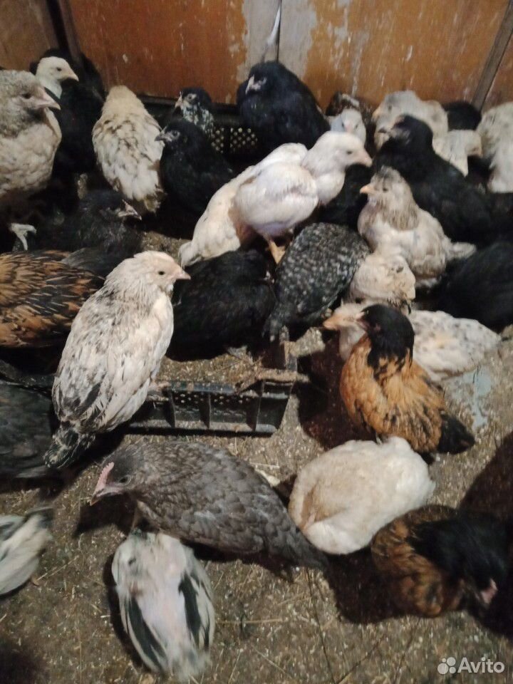 Куры молодки и цыплята от 3 до 5 мес купить на Зозу.ру - фотография № 6