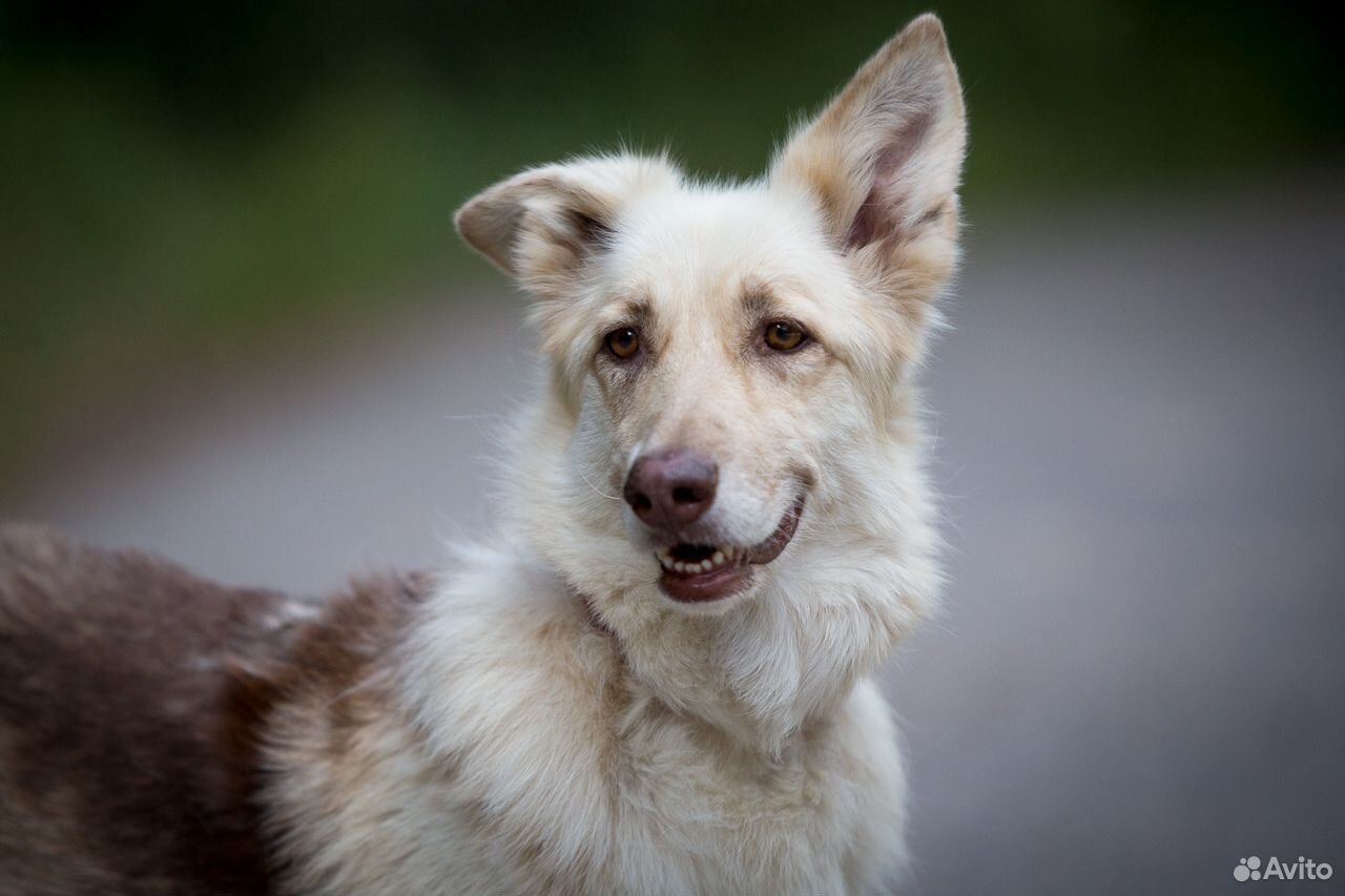 Герда - самая милая собака в самые добрые ручки купить на Зозу.ру - фотография № 1