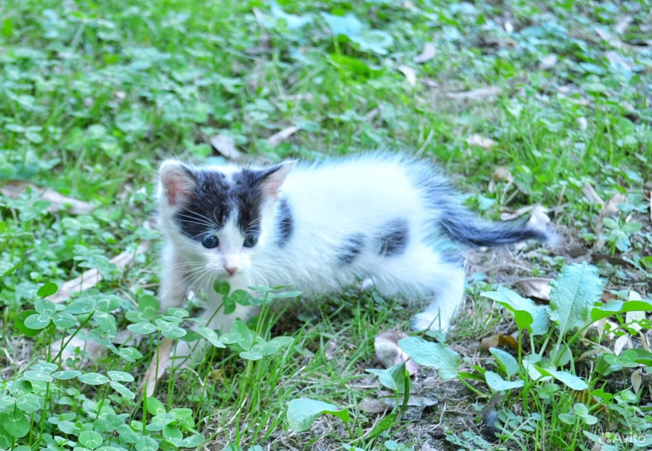 Котёнок в добрые руки купить на Зозу.ру - фотография № 4
