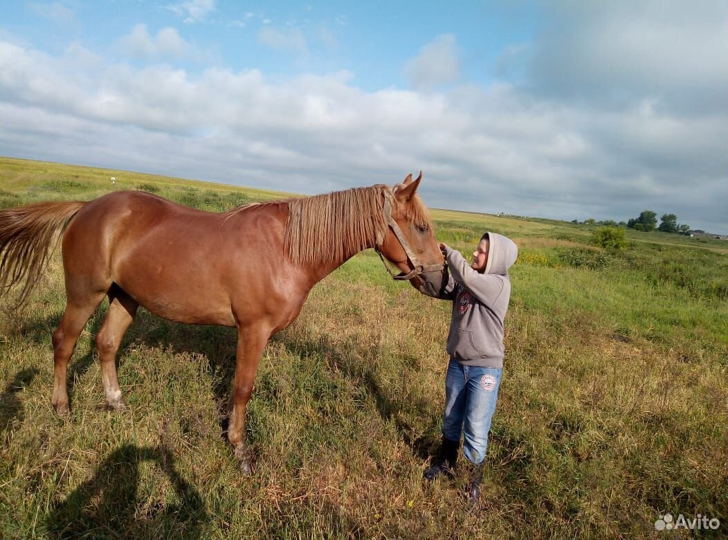 Лошадь купить на Зозу.ру - фотография № 2