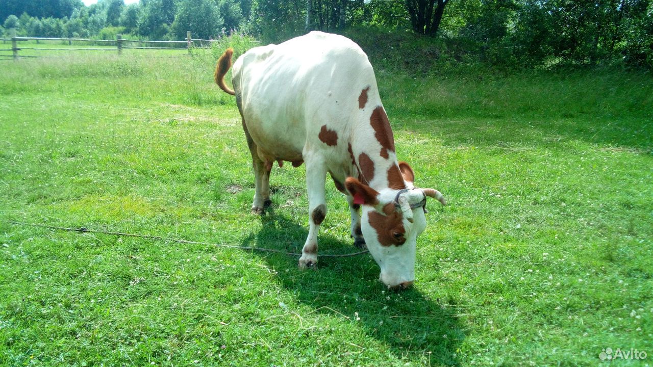 Продаю корову купить на Зозу.ру - фотография № 4