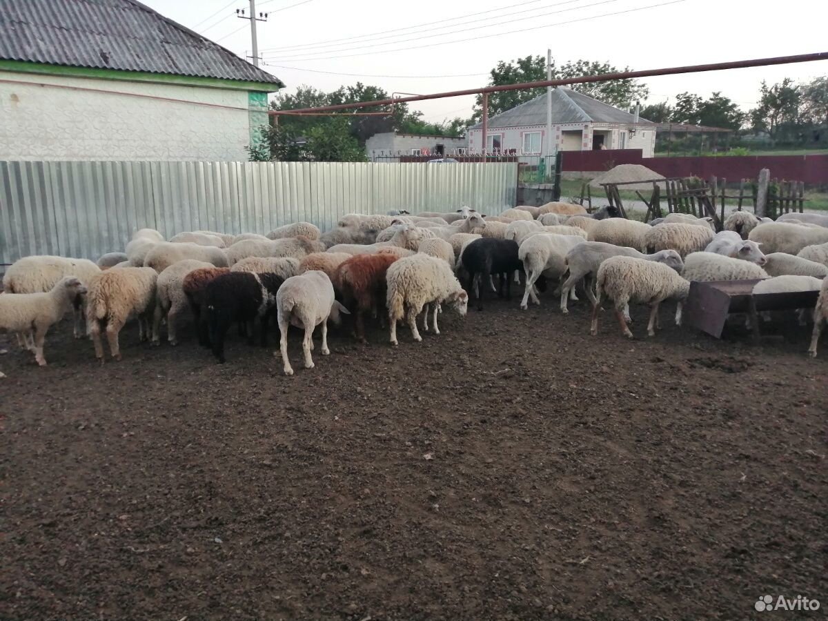 Продам овец и ягнят купить на Зозу.ру - фотография № 4