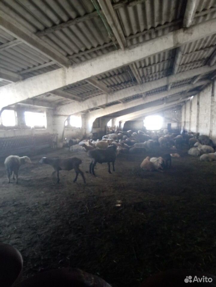 Бараны овцы ягнята купить на Зозу.ру - фотография № 4