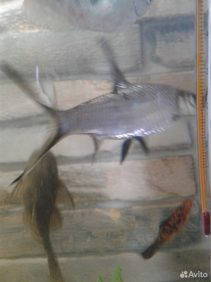 Рыбки Акулий балу купить на Зозу.ру - фотография № 4