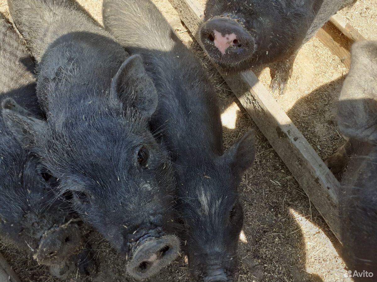 Ветнамские веслобрюхие свиньи купить на Зозу.ру - фотография № 6