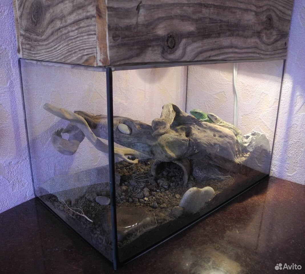Террариум с ящерками купить на Зозу.ру - фотография № 3