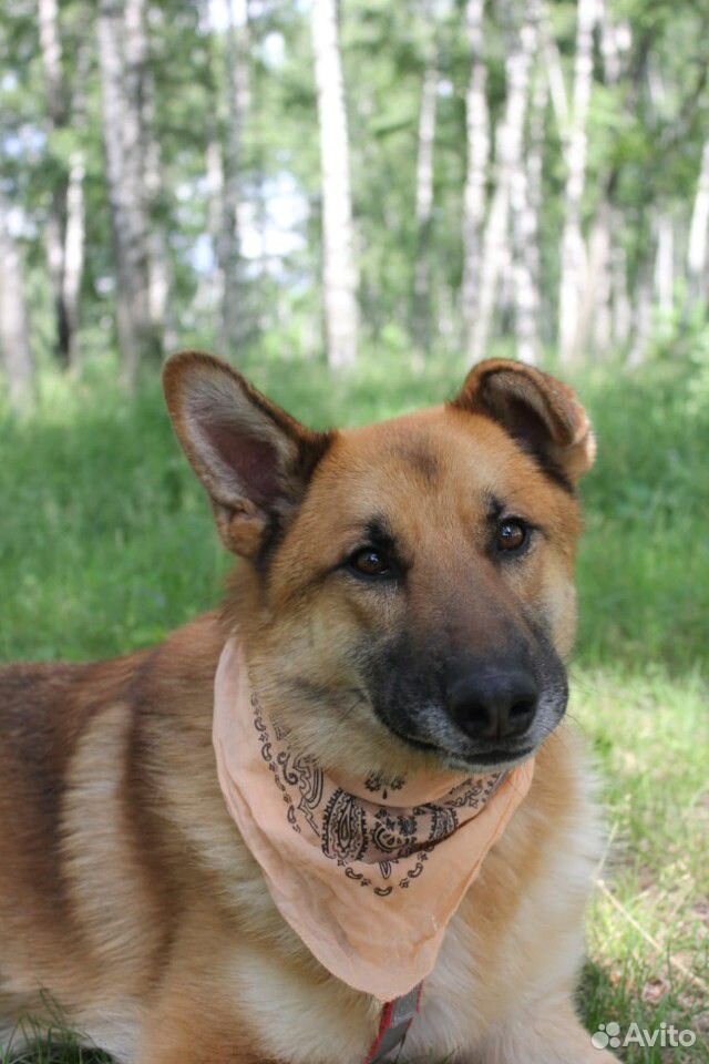 Спасите собаку из приюта купить на Зозу.ру - фотография № 2