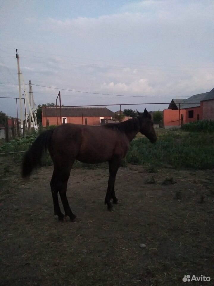 Лошадь. бычок 3 месяца и тёлка купить на Зозу.ру - фотография № 4