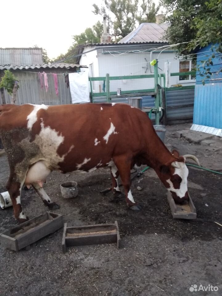 Продаю две дойные коровы купить на Зозу.ру - фотография № 4
