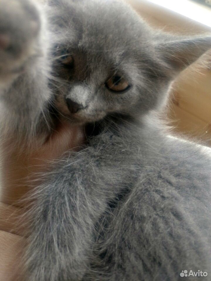 Красивые котята в добрые руки купить на Зозу.ру - фотография № 6