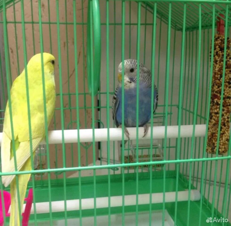 Волнистые попугаи с клеткой купить на Зозу.ру - фотография № 1