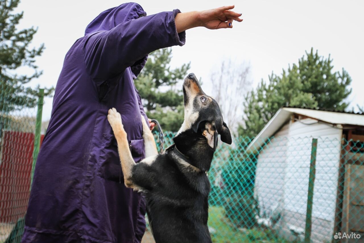 Молодая собачка среднего размера купить на Зозу.ру - фотография № 3