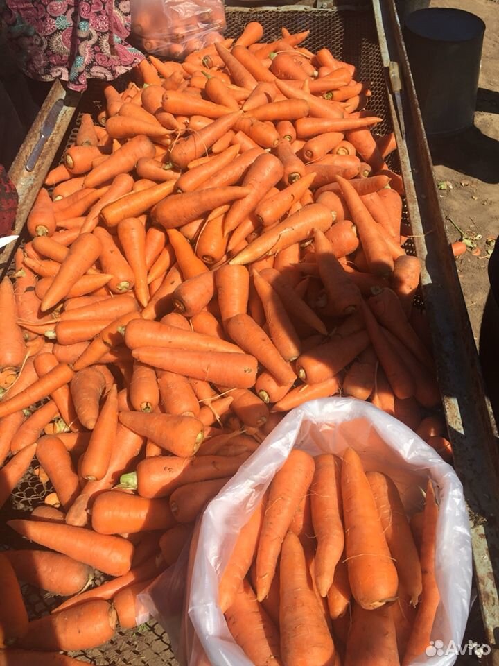 Морковь, Свекла урожай 2020 года купить на Зозу.ру - фотография № 2