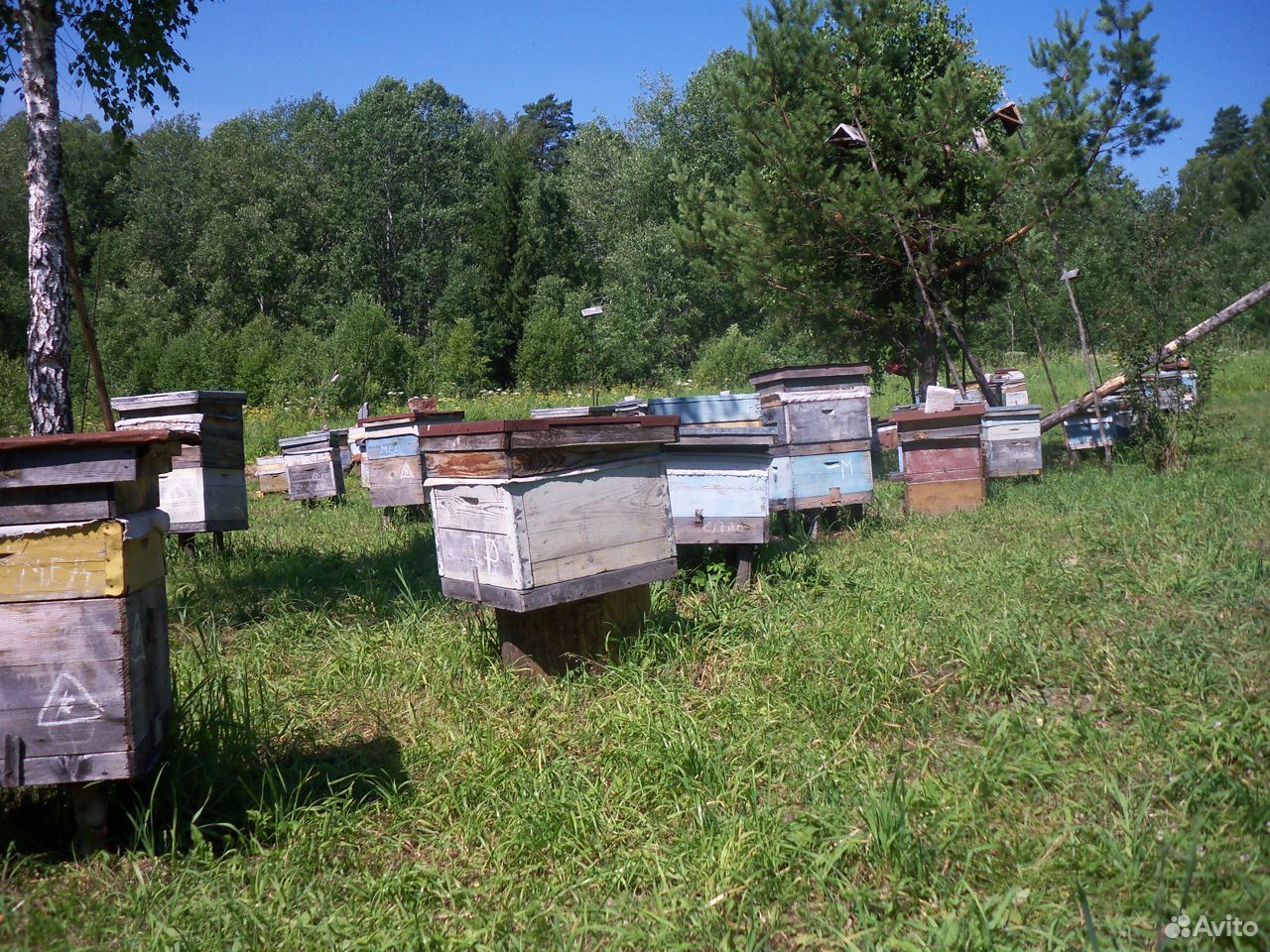 Пчелопродукция новый урожай купить на Зозу.ру - фотография № 1