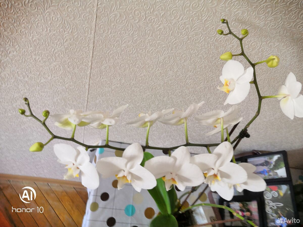 Белая Орхидея купить на Зозу.ру - фотография № 4