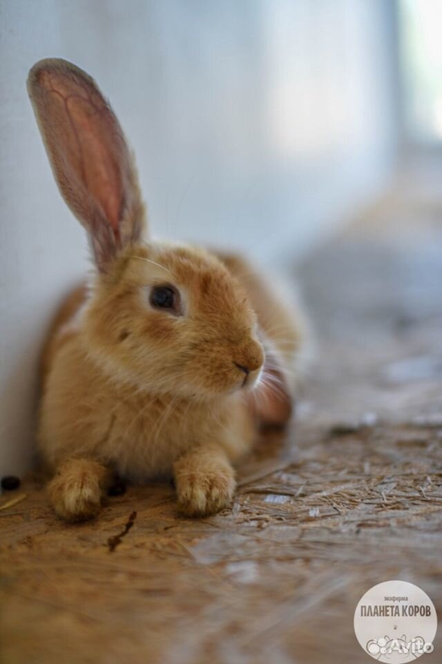 Рыжей кролик купить на Зозу.ру - фотография № 1