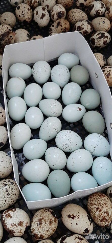 Инкубационные яйца перепела Селадон купить на Зозу.ру - фотография № 1