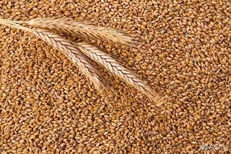 Смесь ячменя с пшеницей(суржа) купить на Зозу.ру - фотография № 1