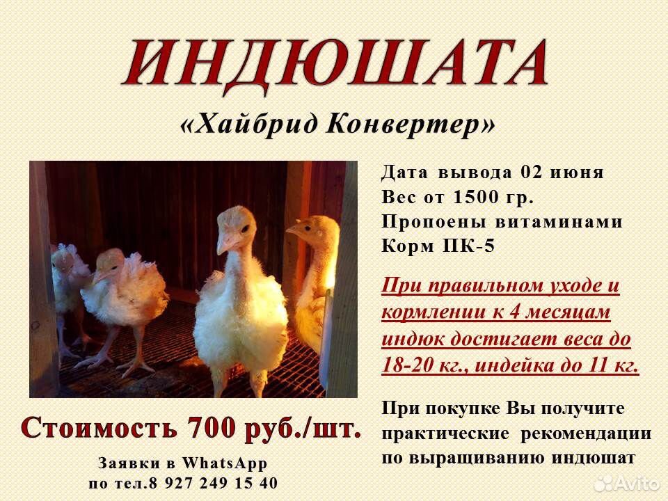 Индюшата и бройлерные цыплята купить на Зозу.ру - фотография № 1