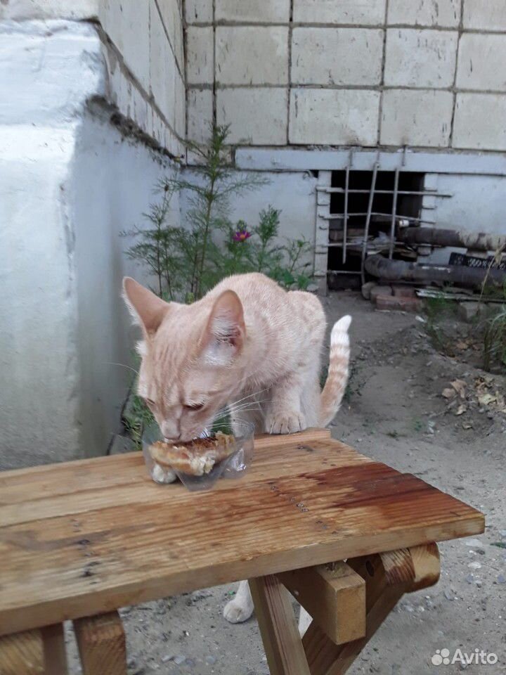 Помогите найти дом для котика купить на Зозу.ру - фотография № 2