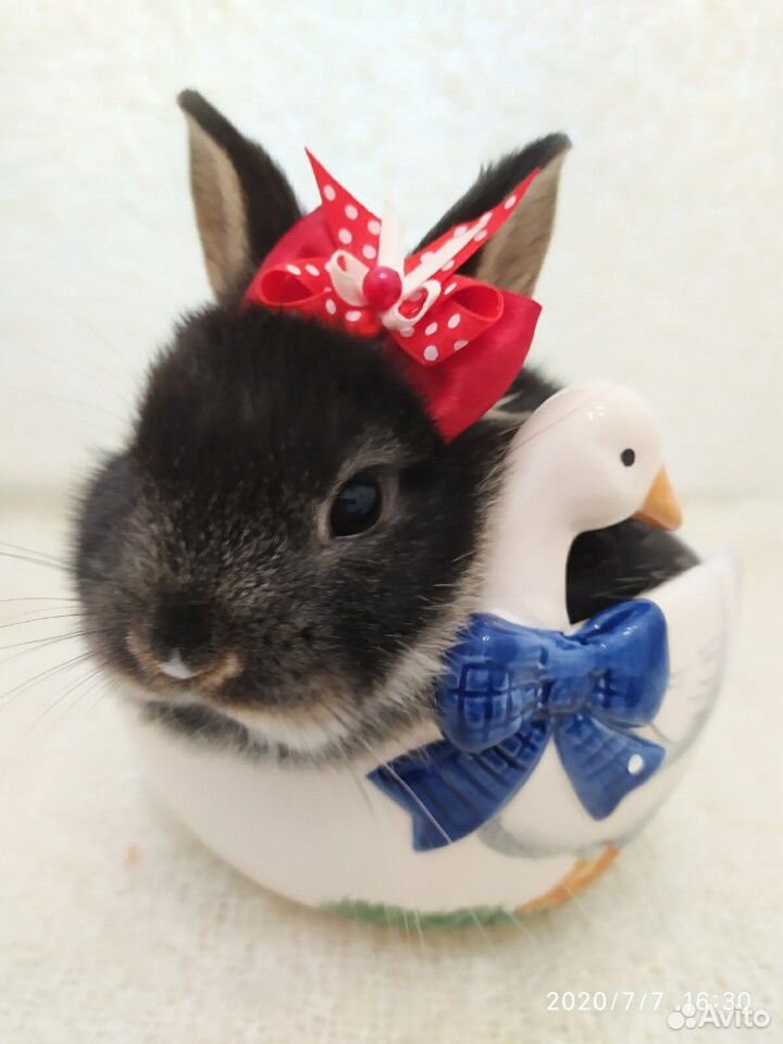 Мини кролик, порода цветной купить на Зозу.ру - фотография № 1