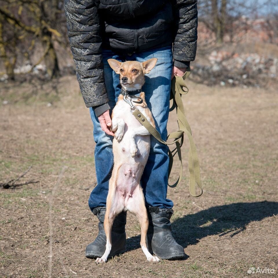 Ищет лучший дом небольшая собачка Лиза купить на Зозу.ру - фотография № 2