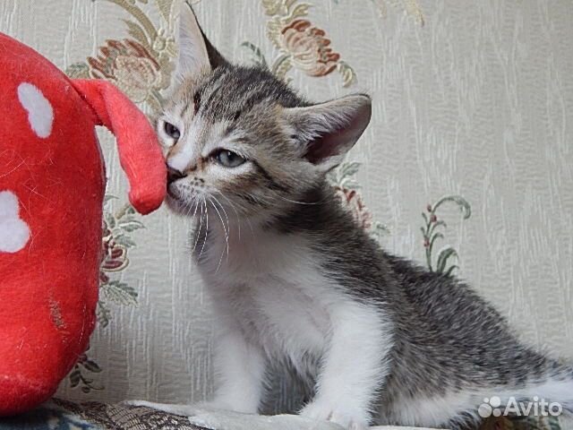 Тайско-русская семья У нас тут котики-котята купить на Зозу.ру - фотография № 3