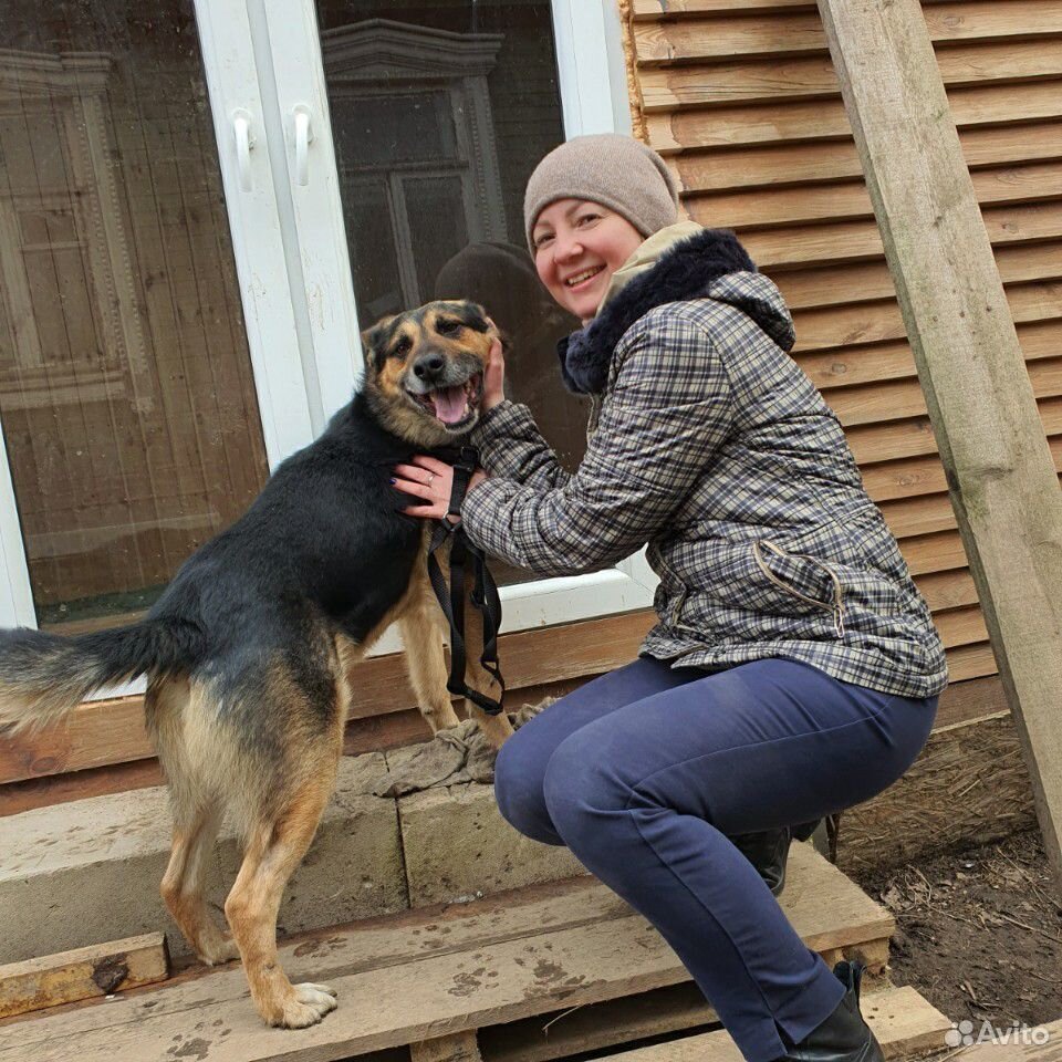 Собака в дар купить на Зозу.ру - фотография № 3