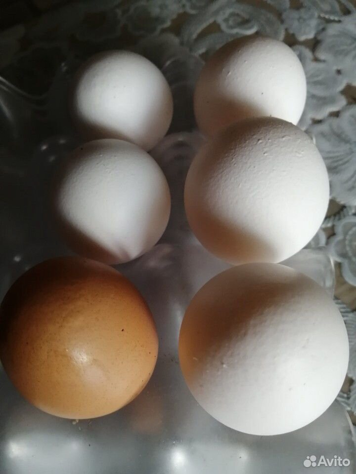 Мясо, яйцо, Мед купить на Зозу.ру - фотография № 3