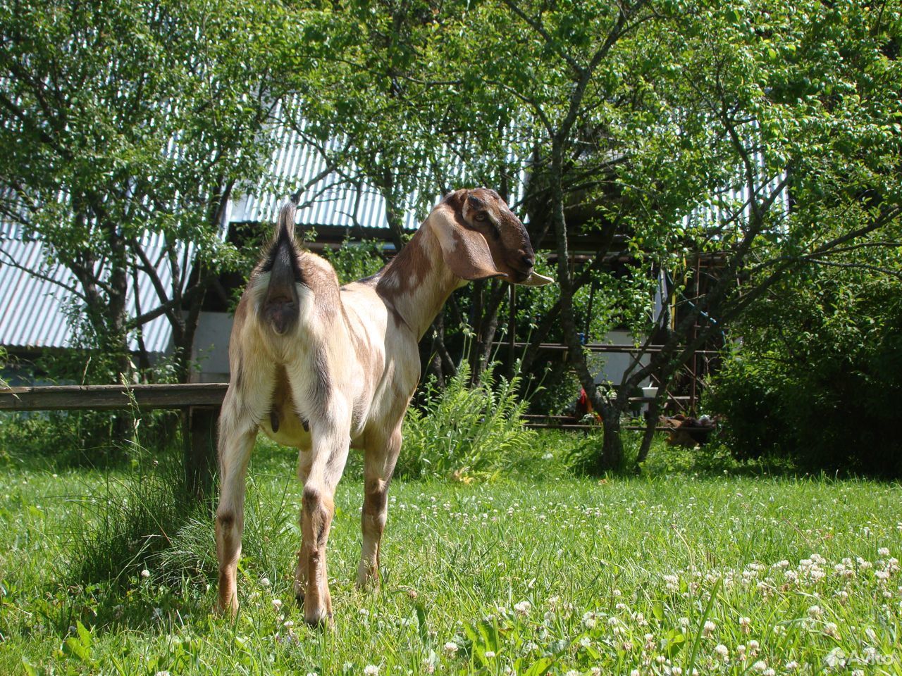 Дойная нубийская коза и козочка купить на Зозу.ру - фотография № 8